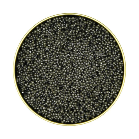 Euphrates Sterlet Sturgeon Caviar