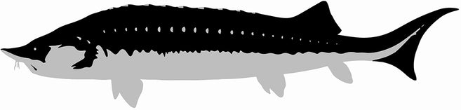 caviarstar-beluga-black2-med.jpg caviarstar-beluga-black2-med.jpg