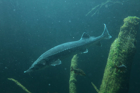European Sturgeon swimming underwater