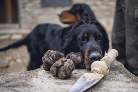 Different Types Of Truffles Explained | What are the best Truffles?