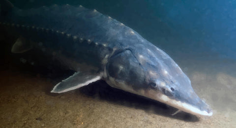 photo of Monster Atlantic Sturgeon underwater