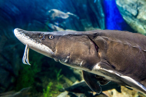 close up of a Beluga Sturgeon swimming in water