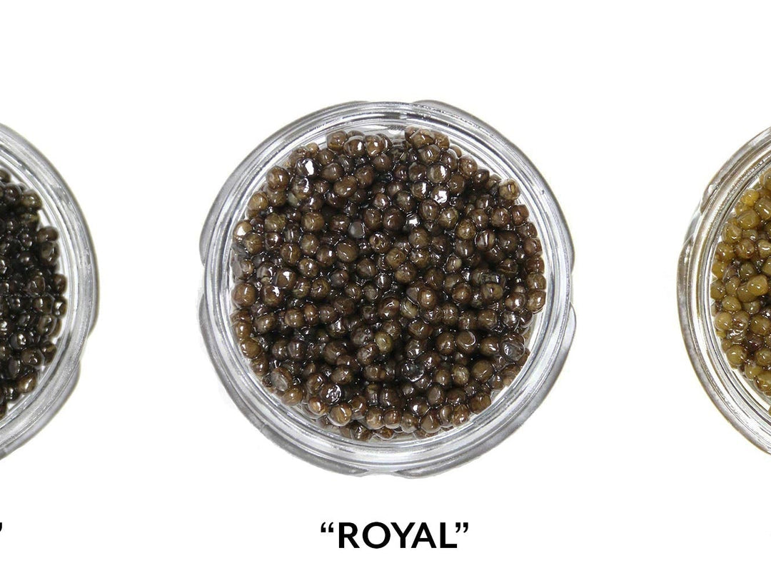 black caviar,caviar,caviar facts,caviar faqs,caviar info,caviar quality ...