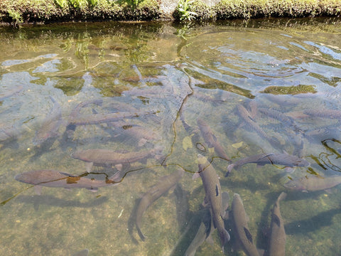 What You Need to Know About Steelhead and Rainbow Trout