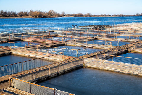 caviar farm on a river