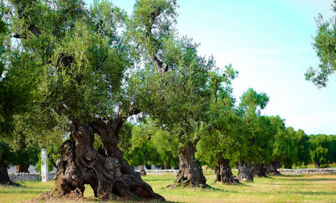 Scientists Race to Save Italy’s Dying Olive Trees