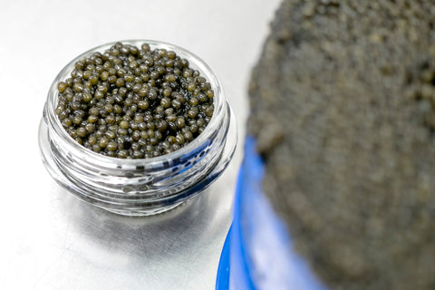 Osetra Caviar Facts | The Russian Sturgeon - Acipenser Gueldenstaedtii