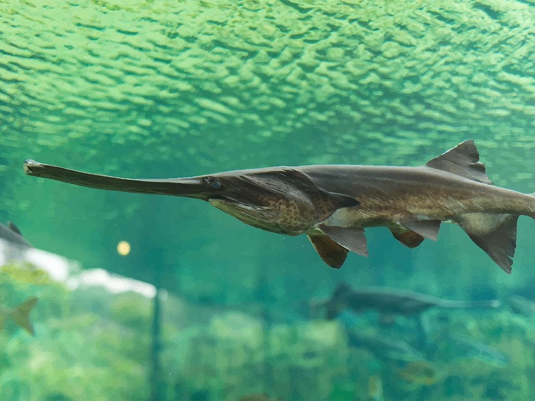 Paddlefish Caviar Conservation: A Model for More Sustainable Fishing ...