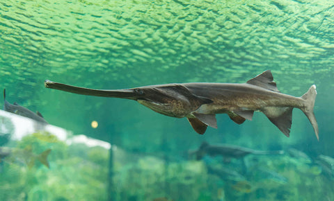 Paddlefish Caviar Conservation: A Model for More Sustainable Fishing