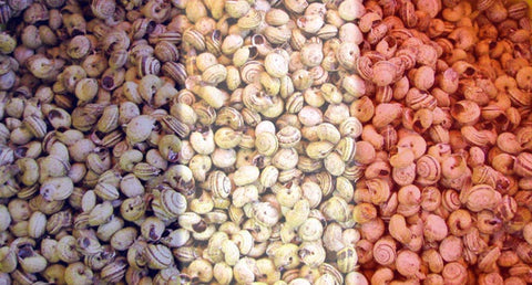 An Inside Look at How French Escargot Snails are Harvested and Processed