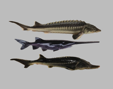 Hungarian Scientists Unintentionally Create a New Hybrid Sturgeon Species - The 'Sturddlefish'