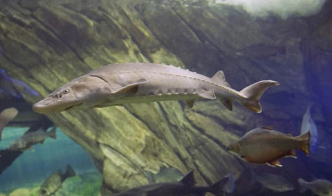 Caviar Harvesting: Where Does Caviar Come From? | How is Caviar Made?