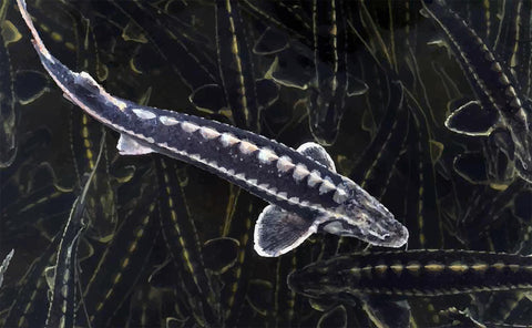 Ancient Fish Science: All About The World's 27 Sturgeon and Paddlefish Species