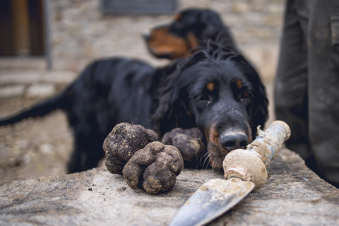 Fresh Périgord Black Winter Truffles