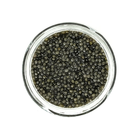 Euphrates Sterlet Sturgeon Caviar