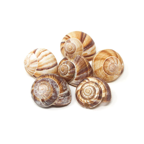 Escargot Snail Shells (12 count)