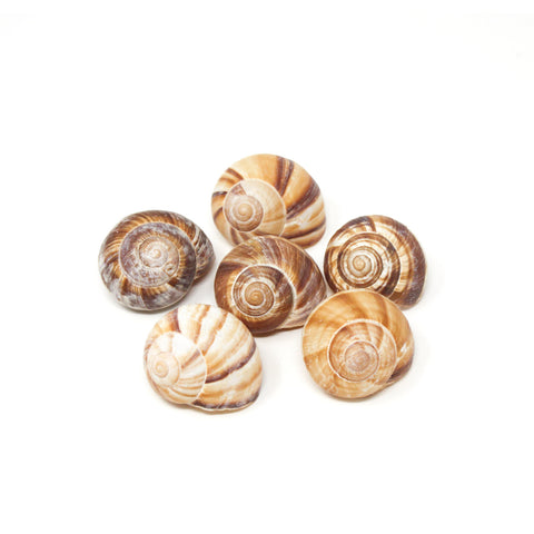 Prepared French Escargot in Shells