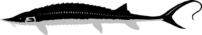 American Shovelnose Sturgeon in gray and black