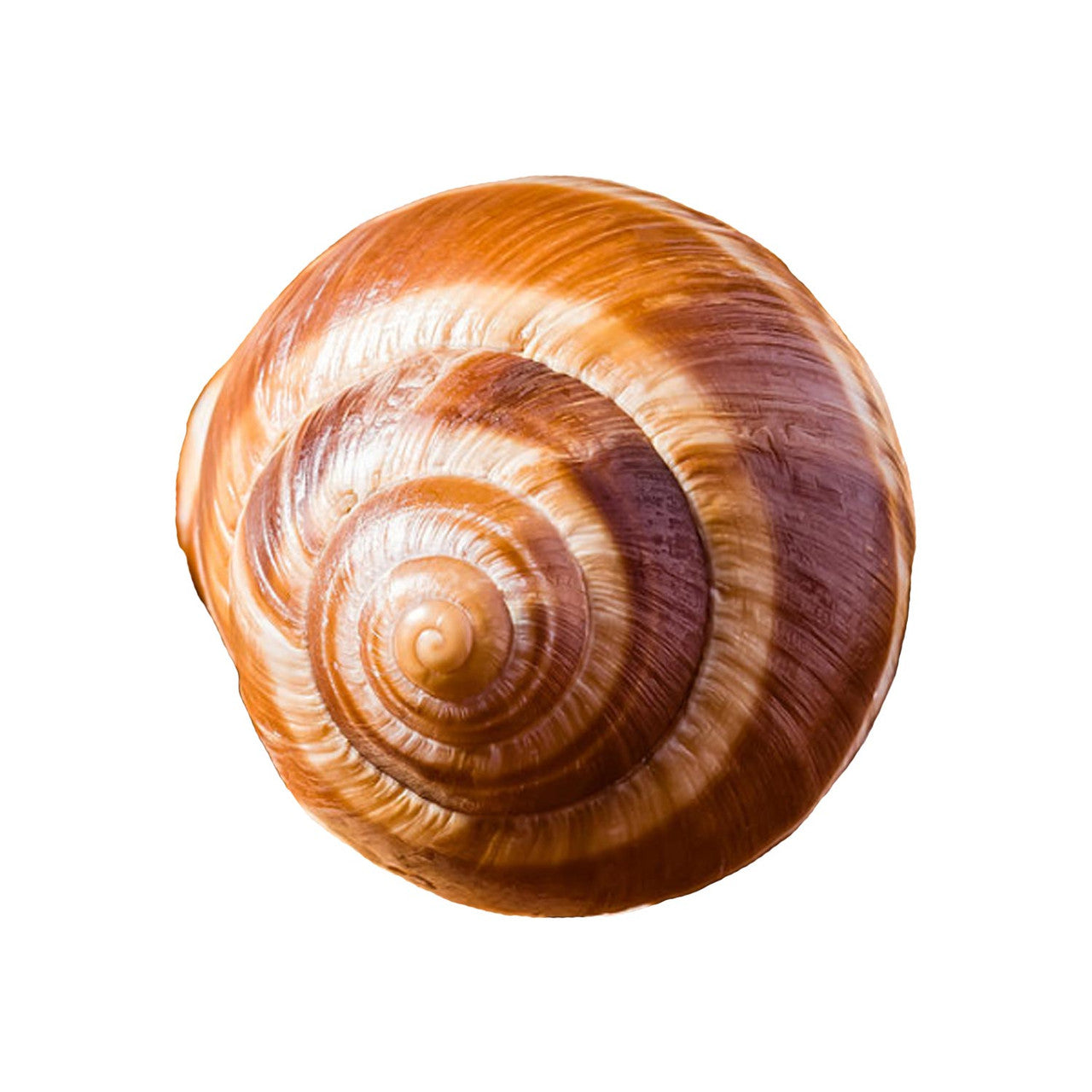 Escargot Snail Shells (12 count) – Caviar Star