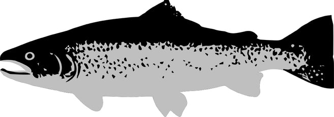 rainbow trout in black and gray