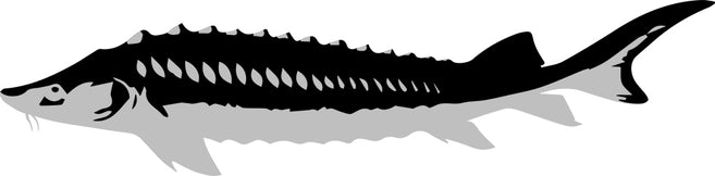 Russian Sturgeon drawing in black and white