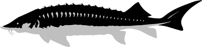 Siberian Sturgeon black and gray drawing