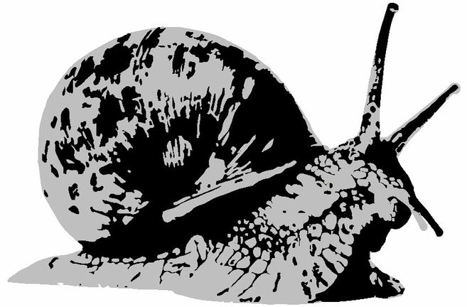 Snail black and gray drawing