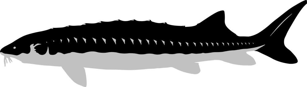 sturgeon fish