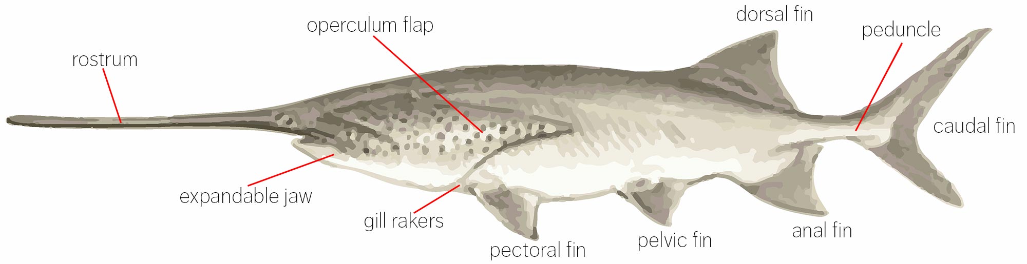 American Paddlefish - Polydon Spathula - History, Characteristics and Conservation - Caviar Star