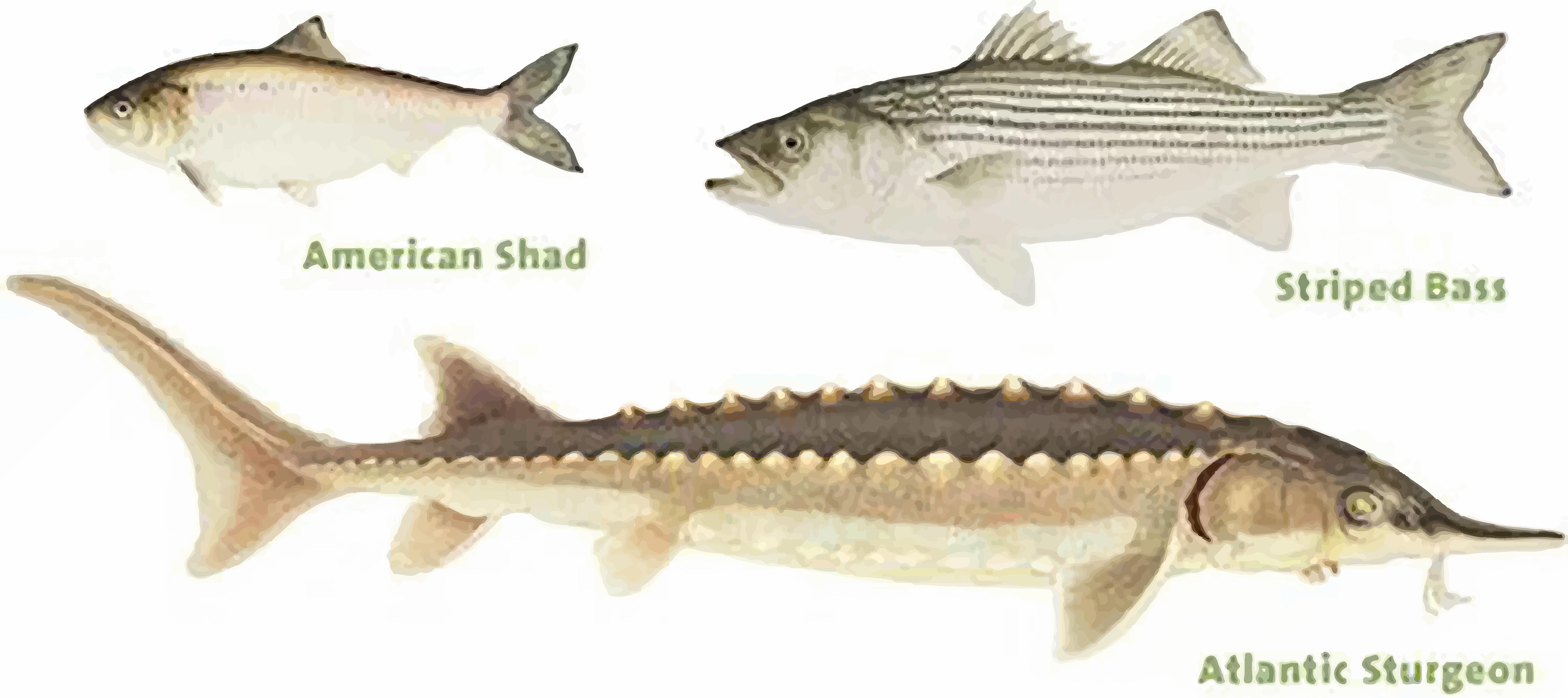 Atlantic Sturgeon